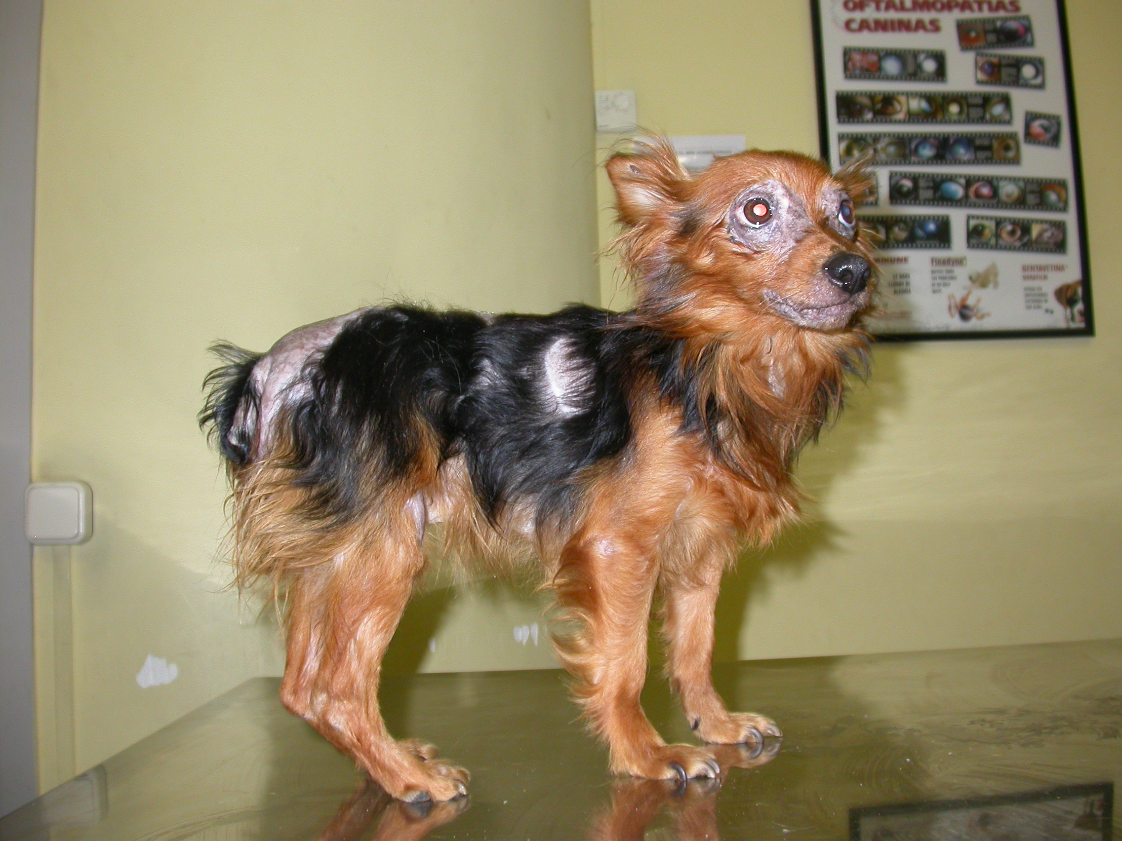 chien leishmanien par Lluis Ferrer